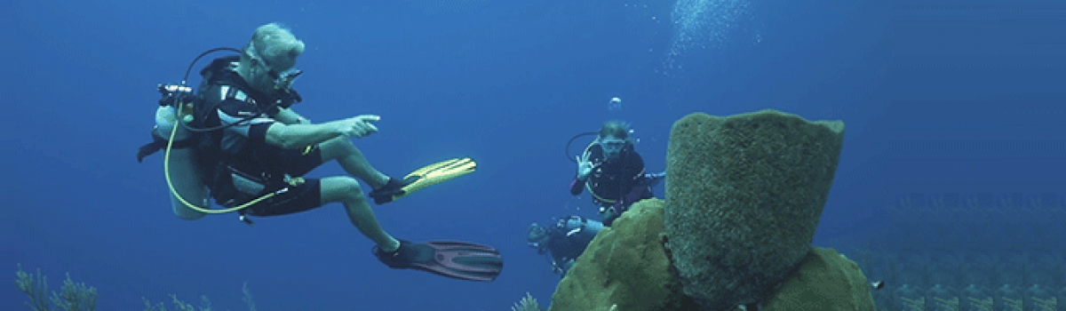 Diving on the beautiful reefs of Bonaire